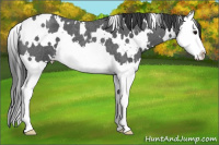 Horse Color:White Spotted Blue Roan Splash
