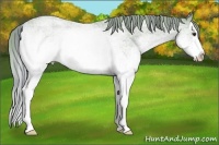 Horse Color:Watercolor Plaid  White Spotted Red Roan Splash 