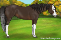 Horse Color:Gray Bay Splash 