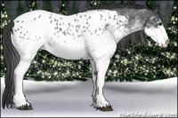 Horse Color:White Spotted Blue Roan Near Leopard 