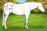 Horse Color:Liver Chestnut Appaloosa 