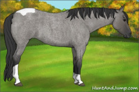 Horse Color:Grullo Roan Tobiano