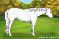 Horse Color:Gray Chestnut 