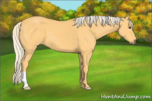 Horse Color: Unknown 