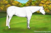 Horse Color:Chestnut Tobiano Appaloosa 