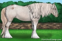 Horse Color:Chestnut Tobiano Blanket 