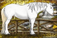 Horse Color:Buckskin Roan Dun Blanket 