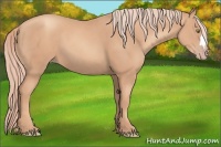 Horse Color:Gold Champagne 