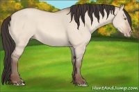 Horse Color:Sable Champagne Dun 