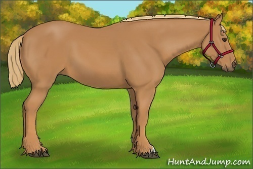 Horse Color: Chestnut 