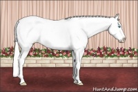 Horse Color:Cremello Frame Appaloosa 