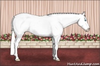 Horse Color:Cremello Appaloosa 