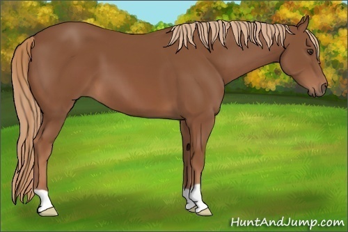 Horse Color: Chestnut 