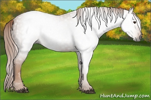 Horse Color:Gray Chestnut 