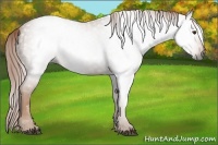 Horse Color:Gray Chestnut 