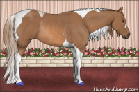Horse Color:Chestnut Tobiano Rabicano 