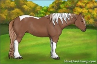Horse Color:Chestnut Tobiano Rabicano 