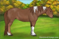 Horse Color:Chestnut Tobiano Rabicano 
