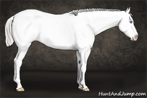 Horse Color: Chocolate Palomino Pearl Blanket 