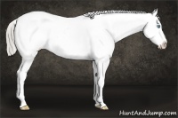 Horse Color:Chocolate Palomino Pearl Appaloosa