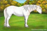 Horse Color:Cremello Tobiano Frame Rabicano 