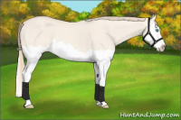 Horse Color:Perlino Dun Splash 