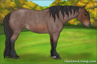 Horse Color:Bay Roan 