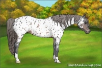 Horse Color:Brown Appaloosa 