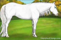 Horse Color:White Spotted Silver Amber Cream Champagne Roan Splash Appaloosa 