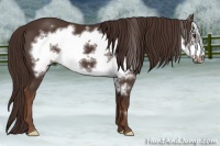 Horse Color:Liver Chestnut Frame 
