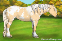 Horse Color:White Spotted Palomino Dun 
