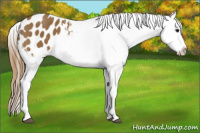 Horse Color:Buckskin Sabino Appaloosa