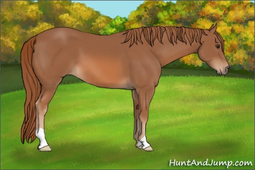 Horse Color: Chestnut 