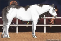 Horse Color:Smoky Black Sabino Splash Frame 