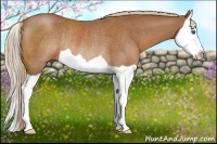Horse Color:Chestnut Splash Rabicano 