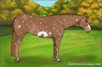 Horse Color:Chestnut Frame Rabicano 