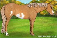 Horse Color:Palomino Frame 