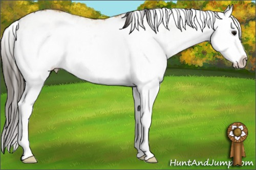 Horse Color: White Spotted Buckskin Splash 