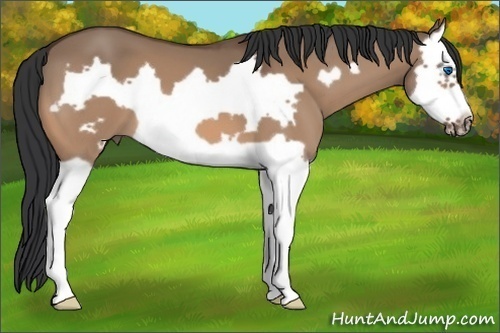 Horse Color: Bay Dun Splash Frame 