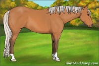 Horse Color:Silver Bay 