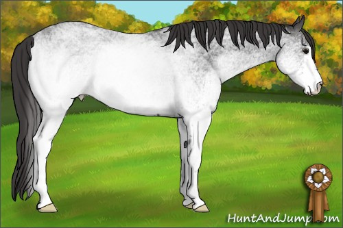 Horse Color: White Spotted Smoky Blue Roan 