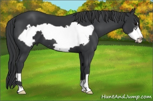 Horse Color: Black Frame 