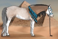 Horse Color:Brown Dun Splash 