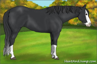 Horse Color:Black Splash