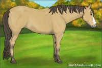 Horse Color:Buckskin 