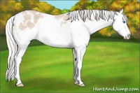 Horse Color:White Spotted Cremello Splash 