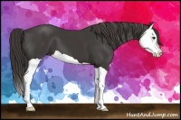 Horse Color:Smoky Black Splash 