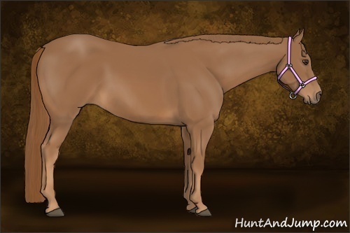 Horse Color: Chestnut Sabino 