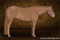 Horse Color:Chestnut Sabino 