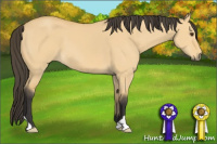 Horse Color:Buckskin Dun 